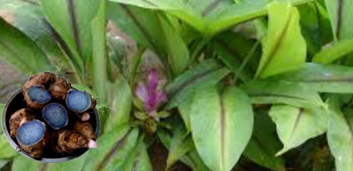 Black turmeric