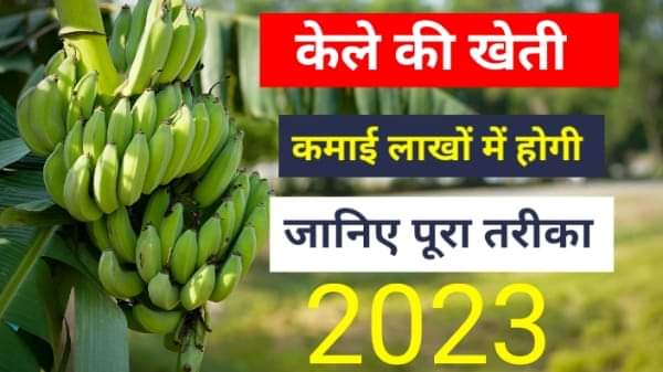 केला की खेती
